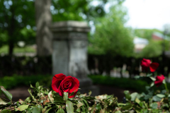 Reunion-2-Rose-with-Laurel-on-Mary-Lyons-Grave