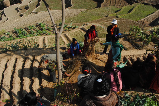 A farm in Nepal (Anabelle Harari ’91)
