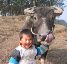 boy with water buffalo in China