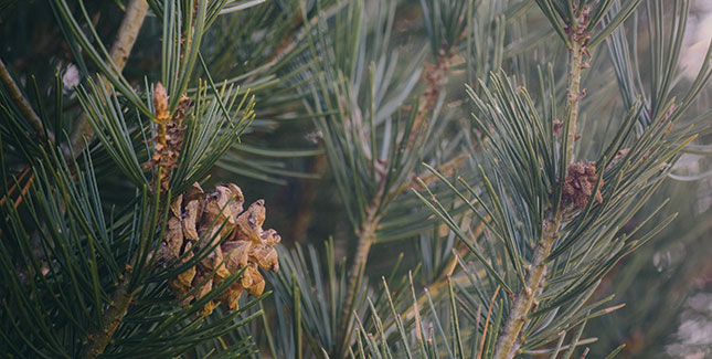  The College’s only lacebark pine (Pinus bungeana), on the north side of Kendall Hall parking lot.