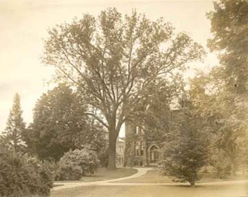Archival walnut tree photo